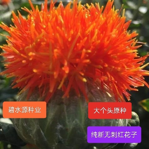 陇西县红花子藏红花中药材种大红袍矮大头新货发芽率高基地直供量大从优