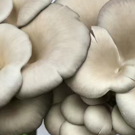新沂市白灵菇