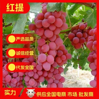 涿鹿县产地直供红提葡萄无籽红提新疆红提水果批发5斤10斤一件代发