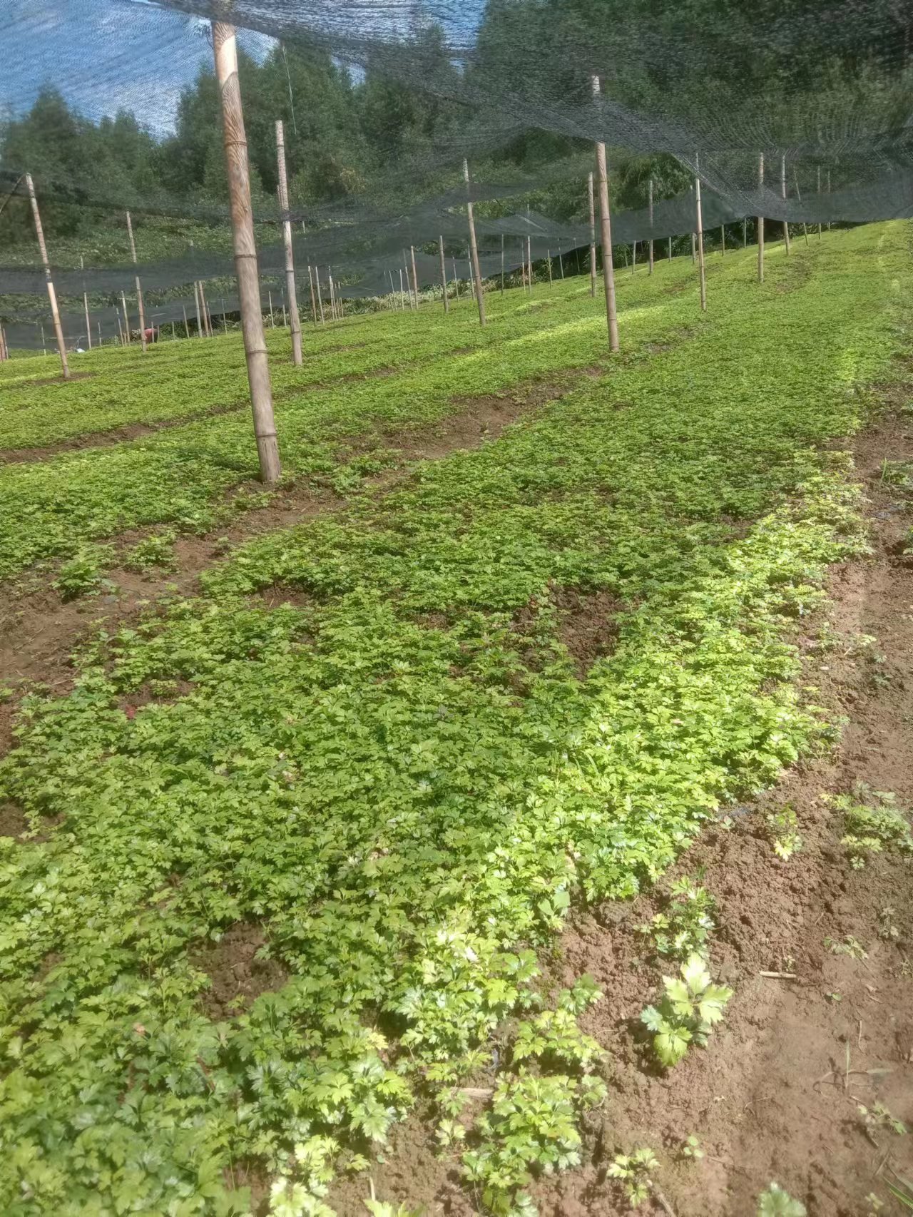 峨眉山市黄连种苗