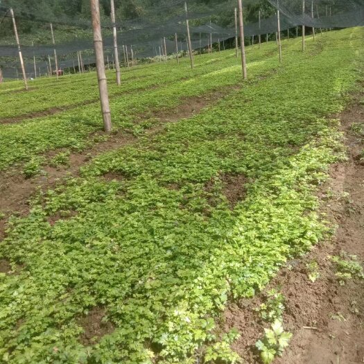 峨眉山市黄连种苗