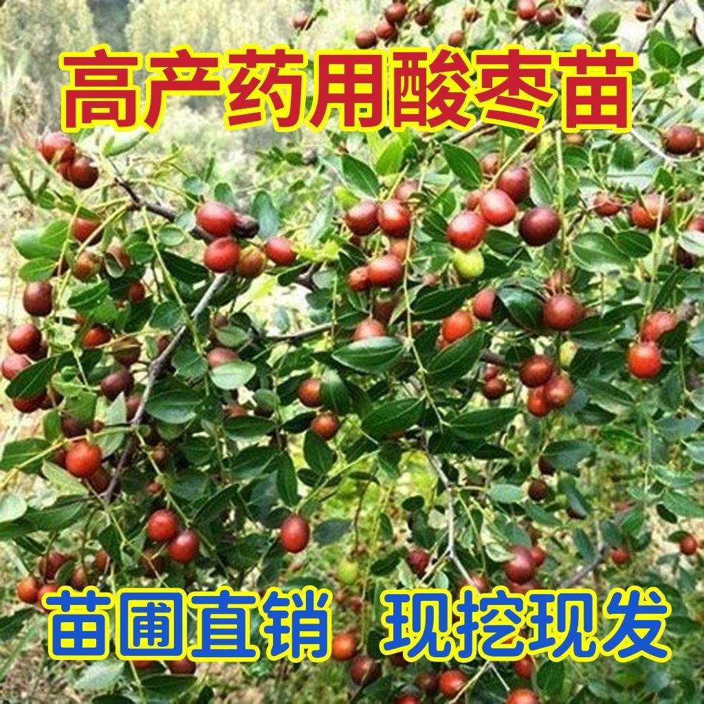 绛县药用酸枣苗，晋酸3号酸枣苗，双仁酸枣苗山西酸枣苗耐旱耐寒