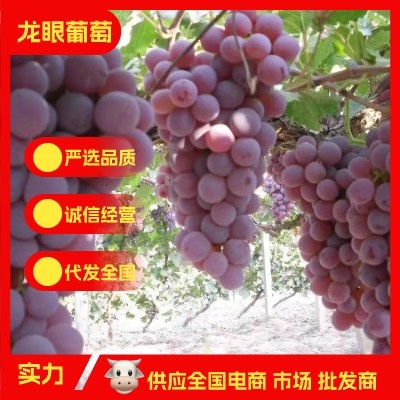 涿鹿县产地直供龙眼葡萄露天种植葡萄水果涿鹿县葡萄对接电商批发市场