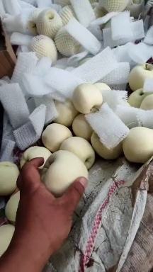 绥中县黄元帅（金帅）大量货源，收购加工一条龙