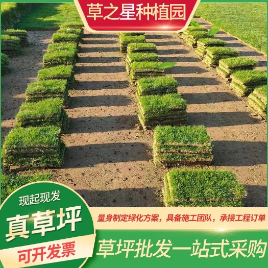 句容市精品马尼拉耐践踏，庭院护坡公园