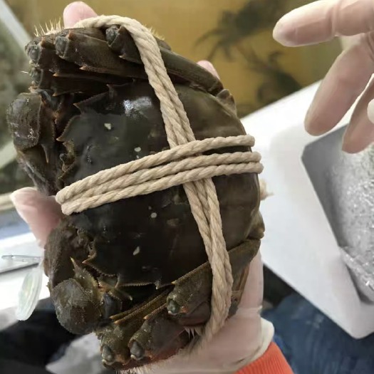 兴化市精品大闸蟹
