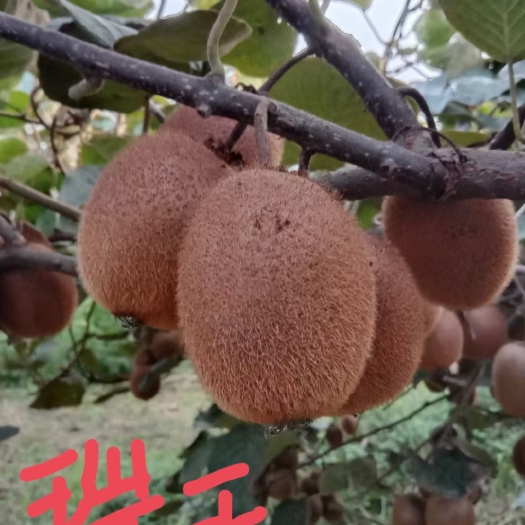 瑞玉猕猴桃礼盒装