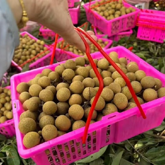 景洪市龙眼批发，整柜预定