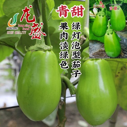 沭阳县龙盛青甜茄子种子果实灯泡形果面有光泽果肉淡绿色中熟茄子种子