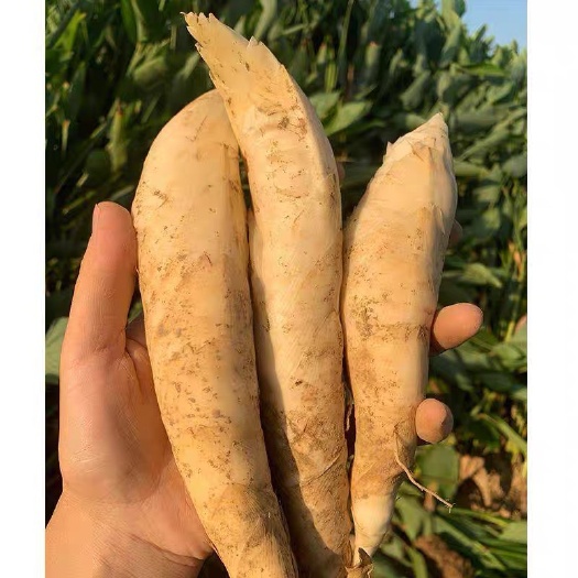 阳春市竹薯