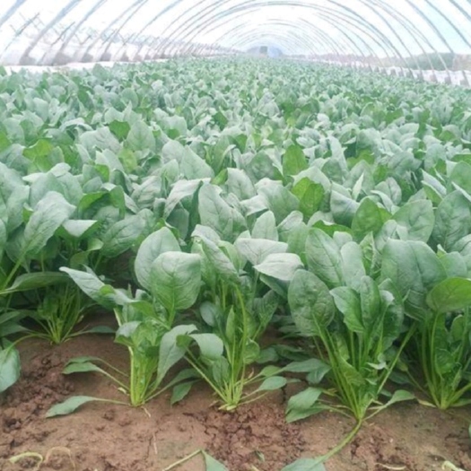 大叶菠菜、菠菜山东潍坊菠菜产地直供货源充足品质优价廉适合市场