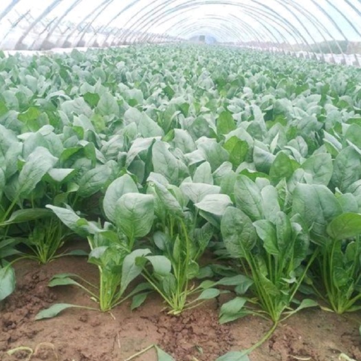 潍坊大叶菠菜、菠菜山东潍坊菠菜产地直供货源充足品质优价廉适合市场