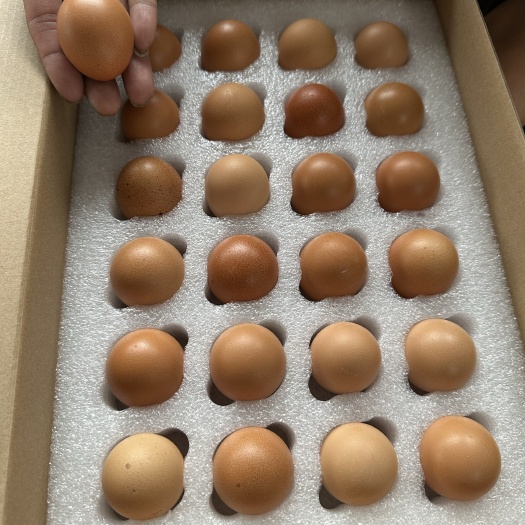 北京精品礼盒蛋