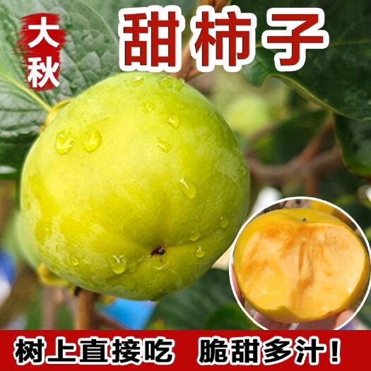 包邮广西恭城瑶山大秋脆柿 树上直接吃无需去涩 精品高端水果