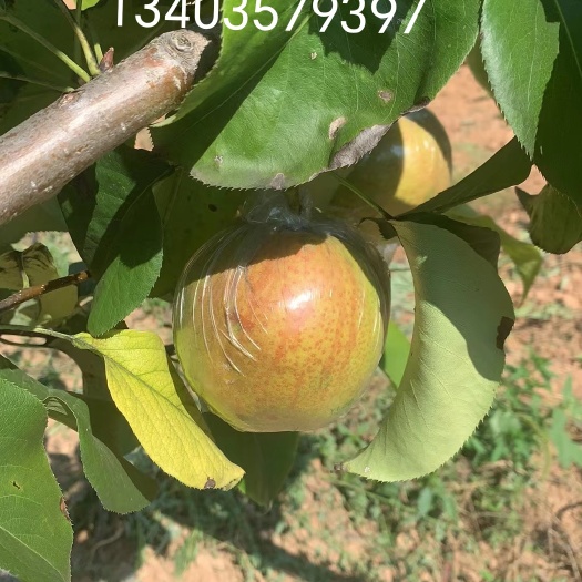隰县隰县玉露香梨
