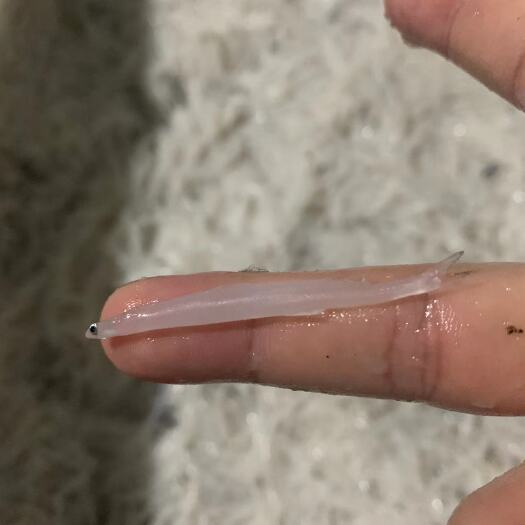 老河口市3-5小银鱼