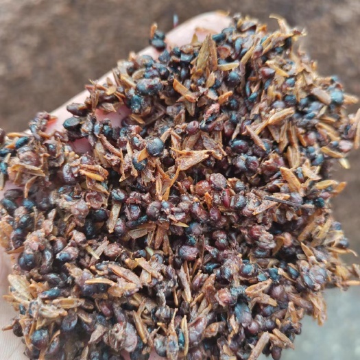 泸州泸州老窖浓香型白酒糟