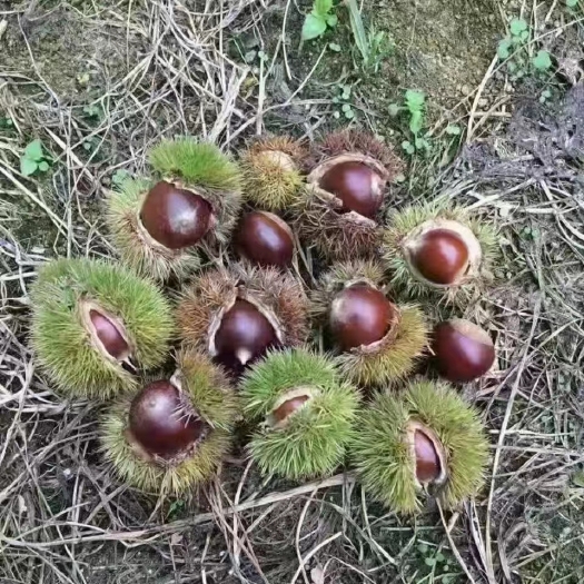 蒙阴县高山老数板栗，