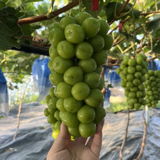 阳光玫瑰葡萄苗 大棚苗基地直发 保证纯度质量可一件代发