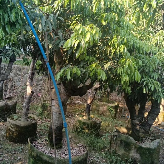 长沙供应各种果树、果苗