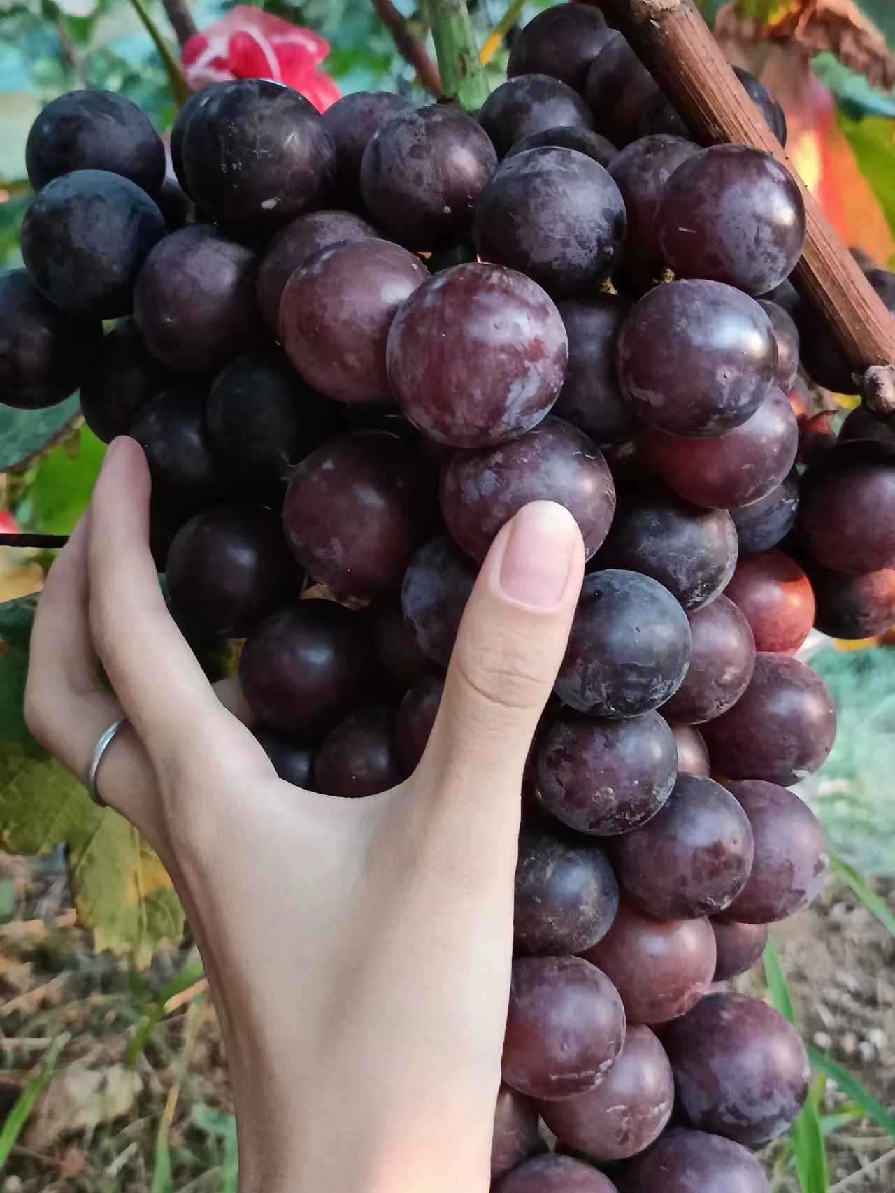 巨峰葡萄，味甜，实惠