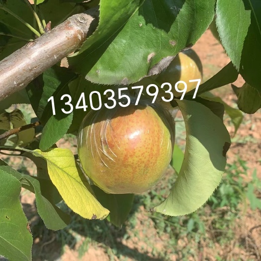 隰县隰县玉露香梨