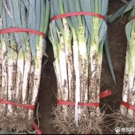 翁牛特旗铁杆大葱