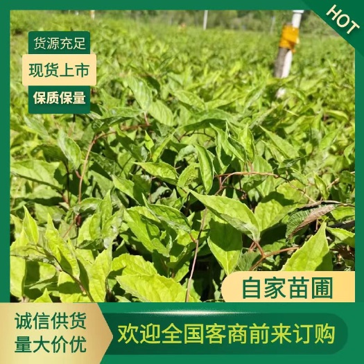 桓仁县五味子苗