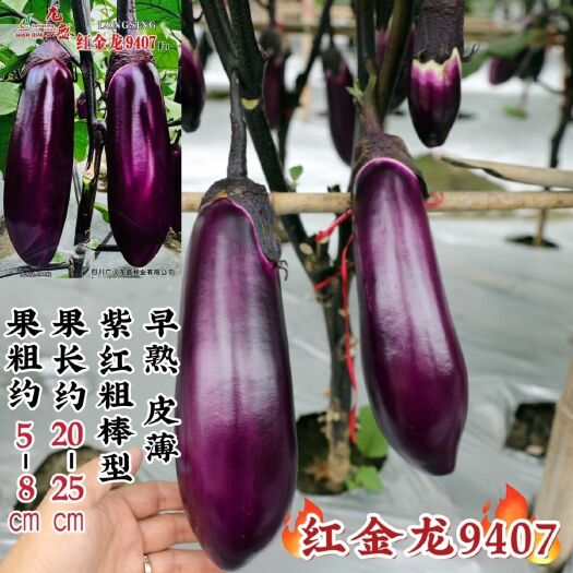 沭阳县红金龙9407茄子种子果实粗棒形紫红艳丽皮薄肉质细嫩茄子种子