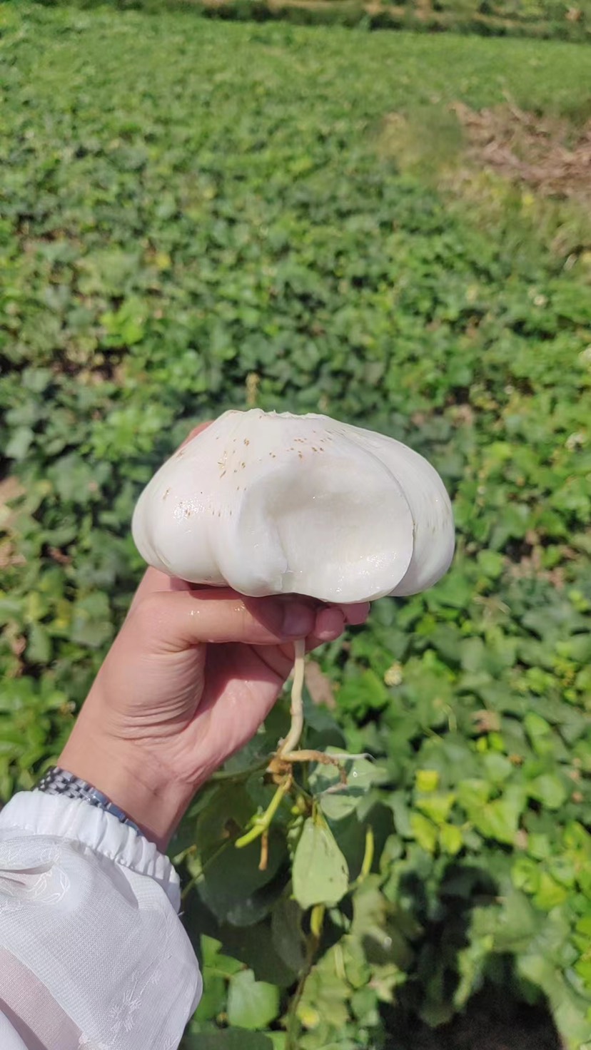 镇宁布依族苗族自治县地萝卜、地瓜、凉薯、