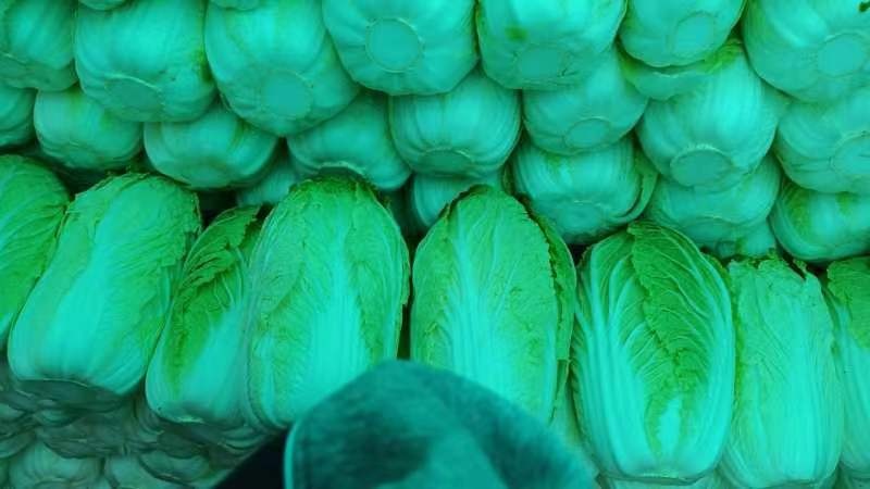 黄心大白菜大量上市了，客户们快来采购吧