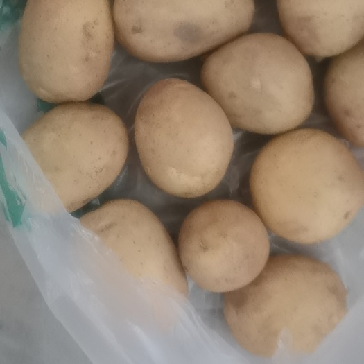 博爱县黄心土豆 该品种面光，心黄色，口感好，耐运输。