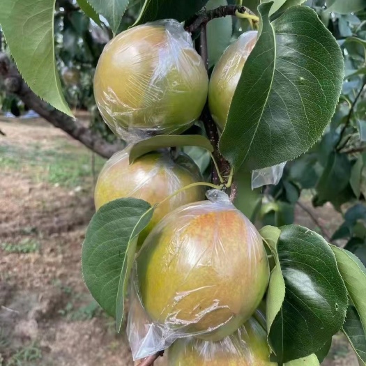 隰县隰县玉露香梨