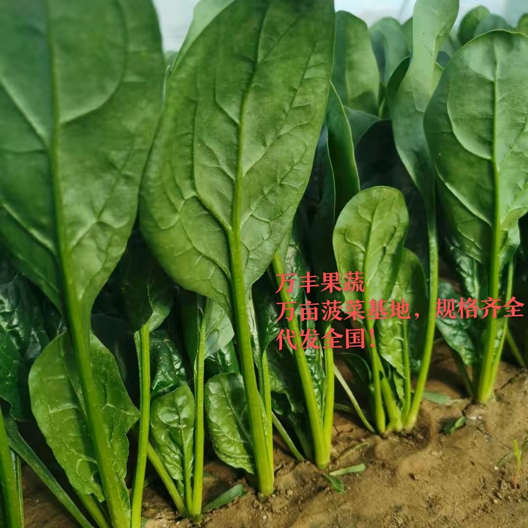 大叶菠菜  山东惠民万亩优质菠菜种植基地，质优价廉，保质保量