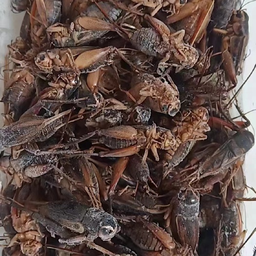 菏泽昆虫蟋蟀蛐蛐特色食材2024新货