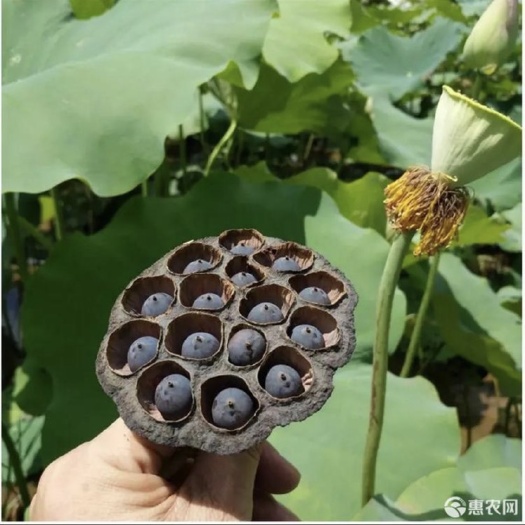 鄂州湘莲
