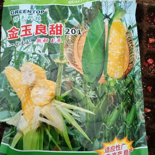 新丰县玉米