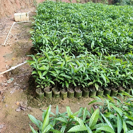 灵山县蛋黄果种子苗