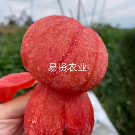 寿光市口感大粉番茄苗 阿尔卑斯西红柿苗 沙瓤糖度高 大产量山东寿光