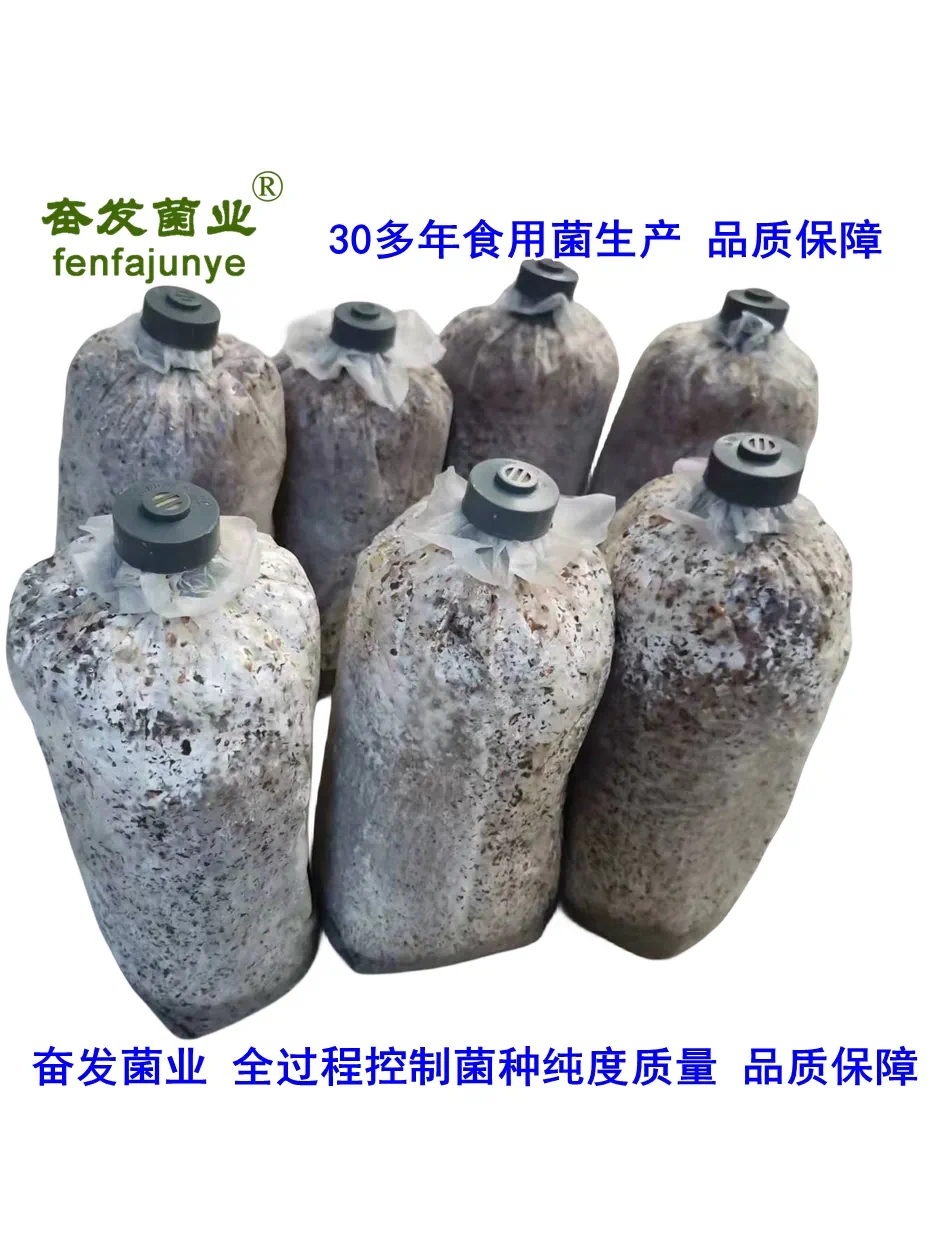 平菇菌种平菇栽培种姬菇栽培种平菇三级菌种三级栽培种