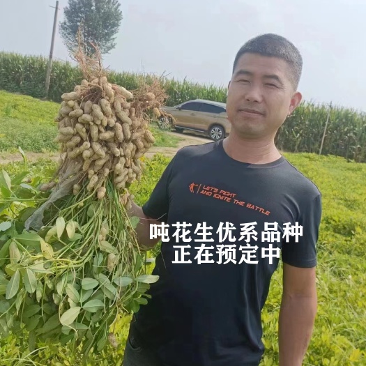民权县吨花1号s  原种供应
抗病性好