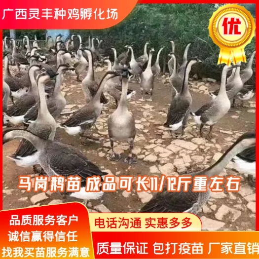 南宁马岗鹅苗 灰鹅苗杂交鹅苗狮头鹅苗，脱温鹅苗包打疫苗 厂家直销