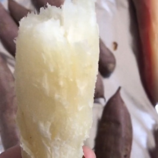 济宁蜜薯