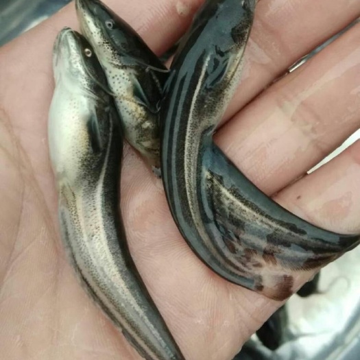 重庆市大口鲶鱼苗，