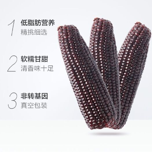 前郭县预售黑玉米
