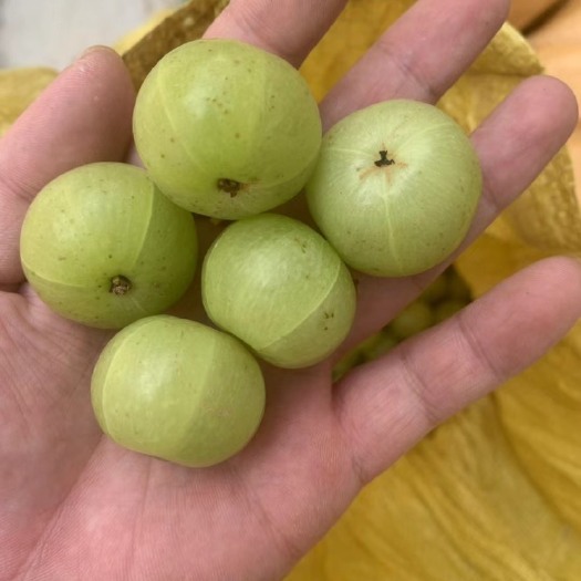漳州水果柑