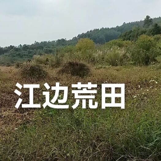 惠东县惠东白花近深圳江边150亩荒田