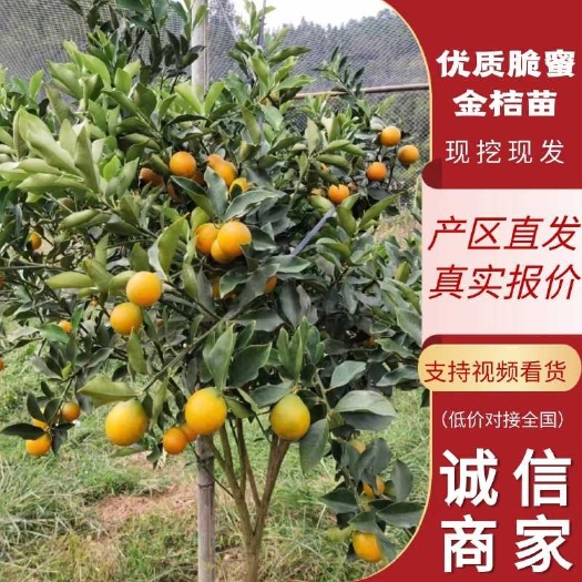 简阳市脆蜜金柑苗、三代脆蜜金桔苗品种对版，次年挂果，包邮