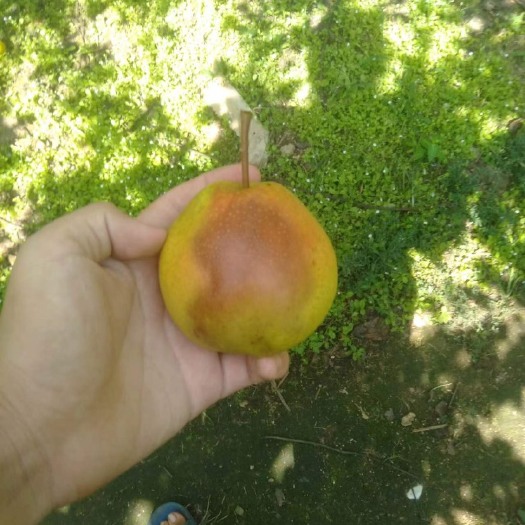 庄河市出售红硝梨