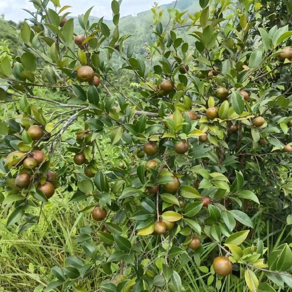 油茶青果